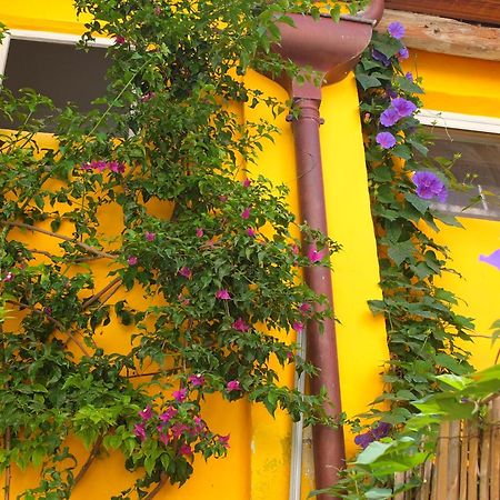 La Maison Jaune Сет Номер фото